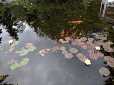 KOI.jpg